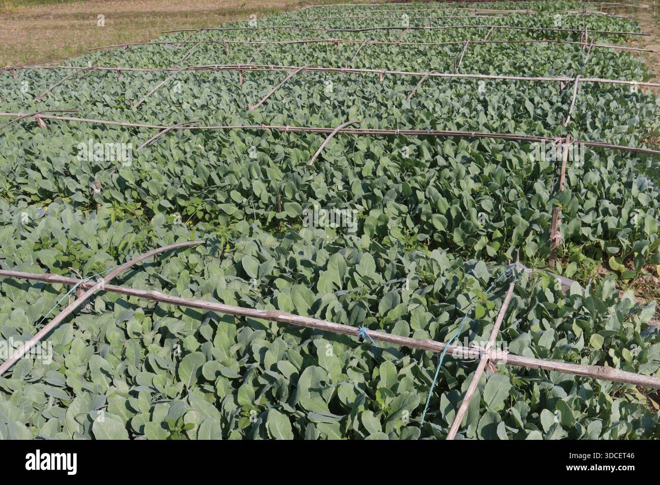 Le piantine di cavolfiore nell'azienda agricola per il raccolto sono colture di cassa Foto Stock