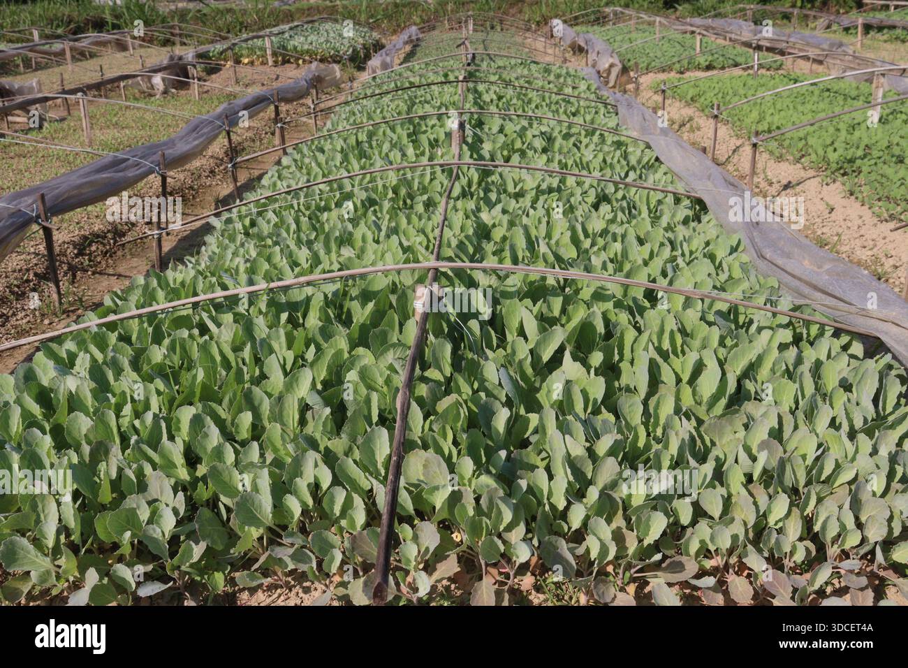 Le piantine di cavolfiore nell'azienda agricola per il raccolto sono colture di cassa Foto Stock
