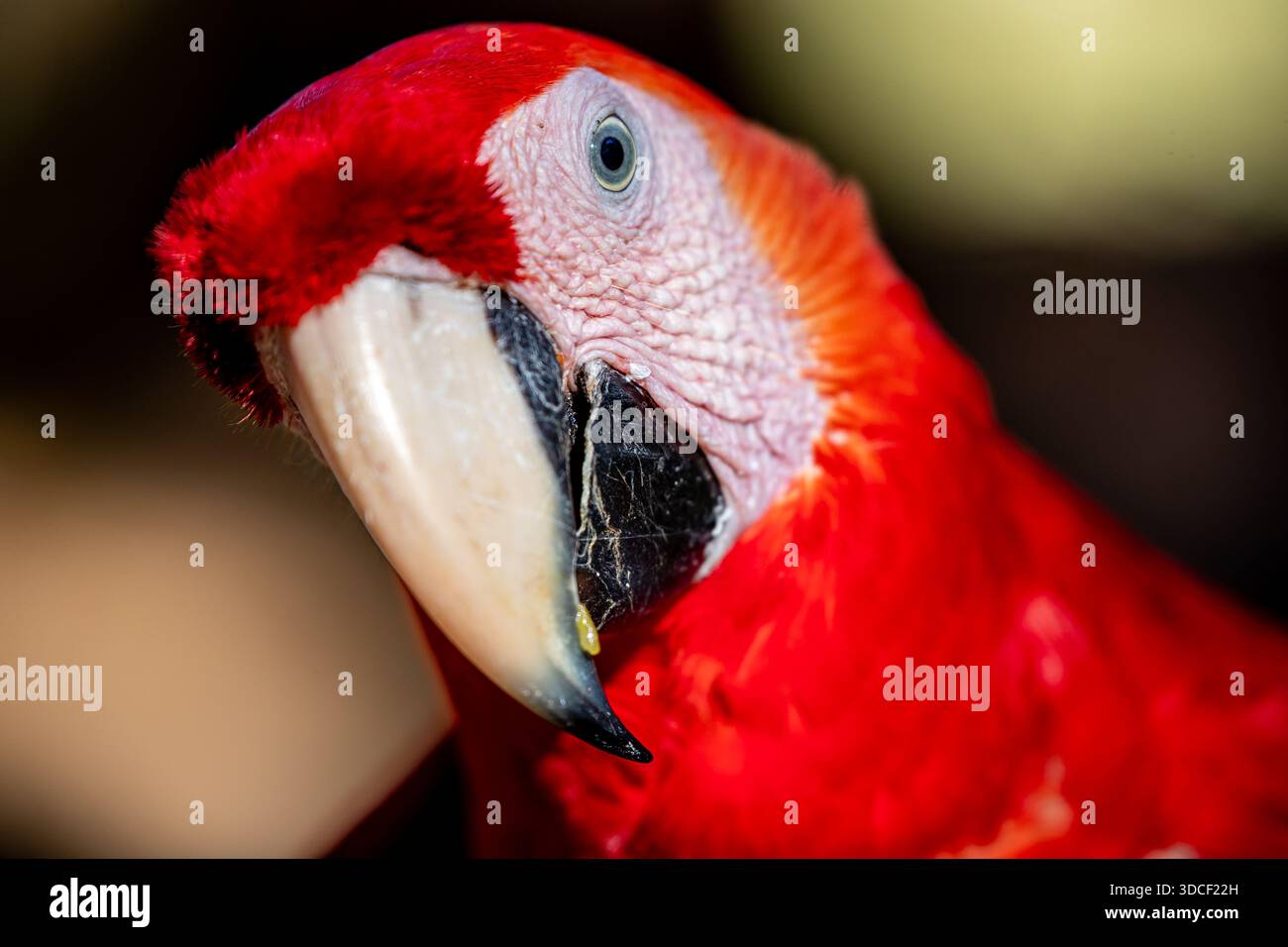 Honduras, Copán, Copán Ruinas, Scarlet Macaw (Ara macao) Foto Stock