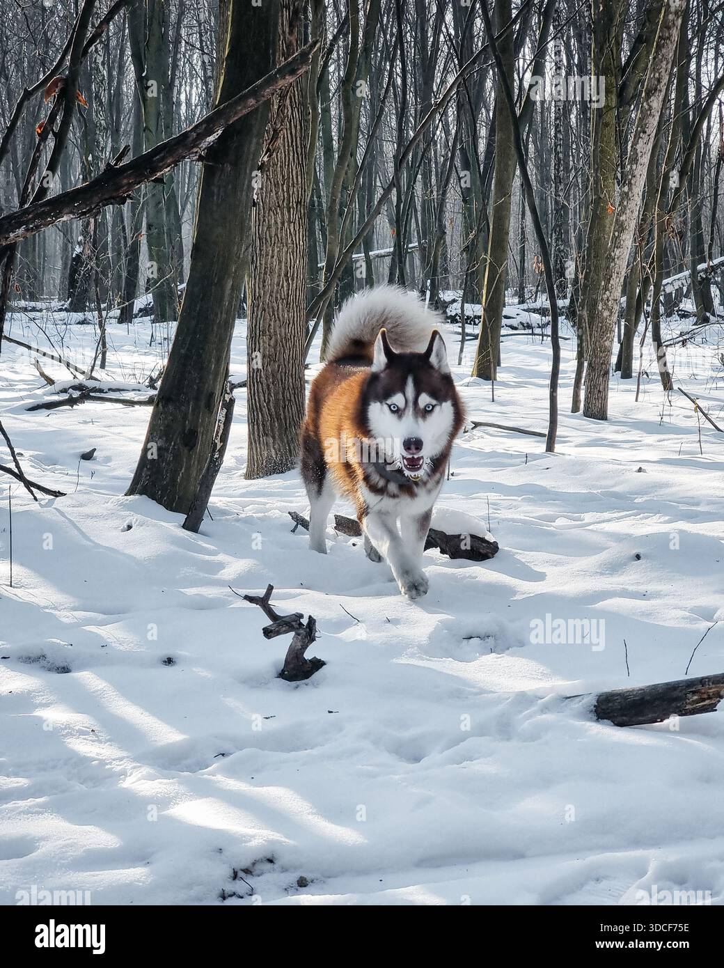 Husky siberiano nella foresta invernale. Ritratto di un husky bruno e bianco felice che corre verso la macchina fotografica in un bosco innevato. Foto Stock