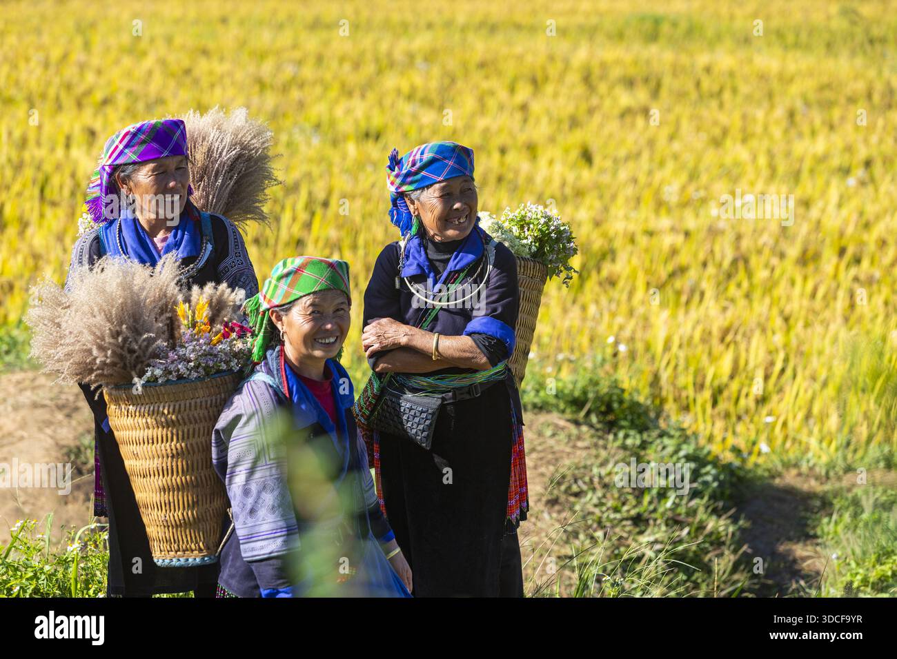 Yen Bai, Vietnam - 17 ottobre 2025: Vista delle donne in abbigliamento tradizionale tra campi di riso dorati, i loro copricapi colorati e i cesti intrecciati un vibr Foto Stock