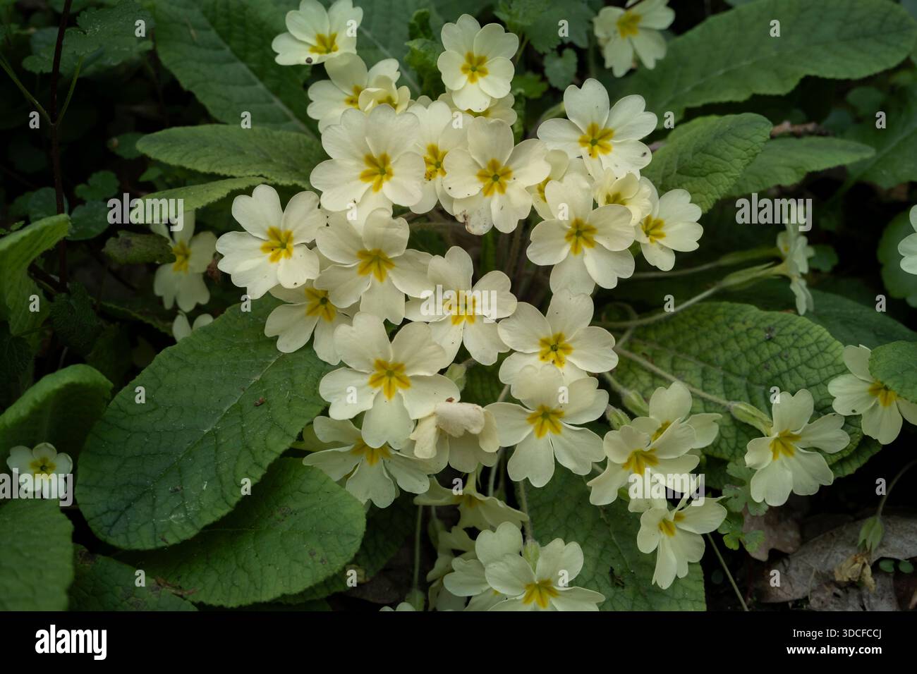 Primula inglese (Primula vulgaris) fiori giallo pallido Foto Stock
