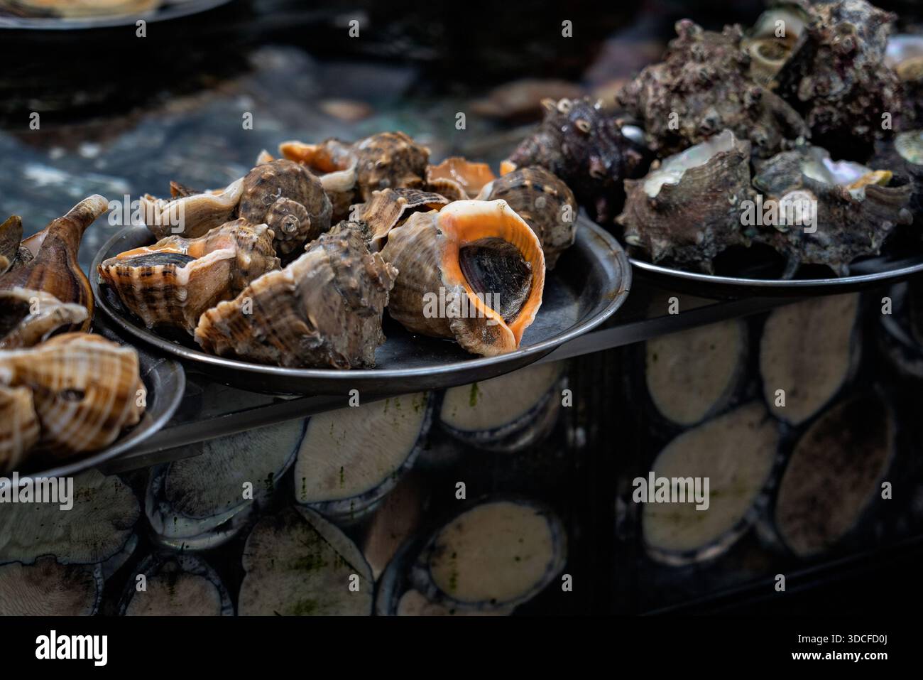 Busan, Corea del Sud - 15 dicembre 2025: Vista delle luccicanti lumache marine presentate su piatti metallici, le loro conchiglie a spirale un mosaico di marroni e creme. Foto Stock