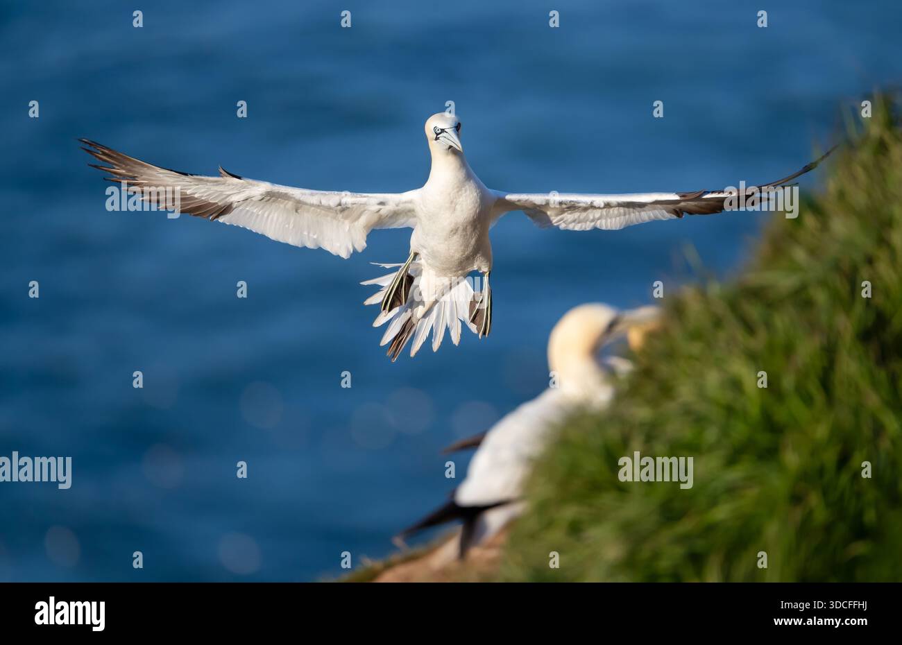Un Gannet settentrionale (Morus bassanus) con ali spalmate si prepara a atterrare su un bordo erboso di scogliera sopra il mare blu. Foto Stock