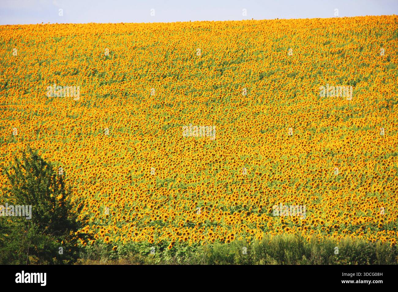 Campo di girasole senza fine che forma un tappeto floreale giallo Foto Stock