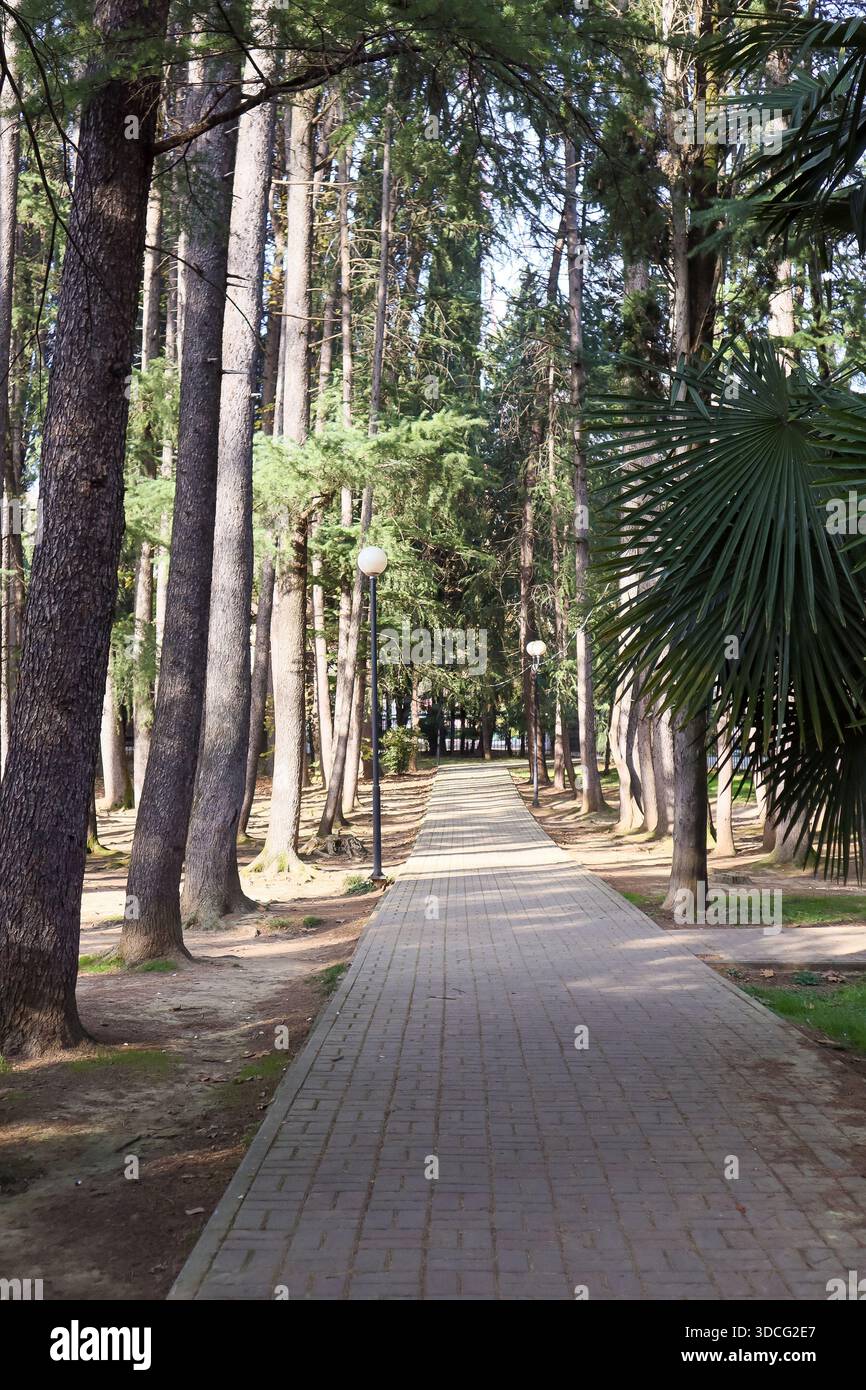 Allineamento soleggiato di pini alti con rami verdi a gradini che gettano sul pavimento del bosco. Foto Stock