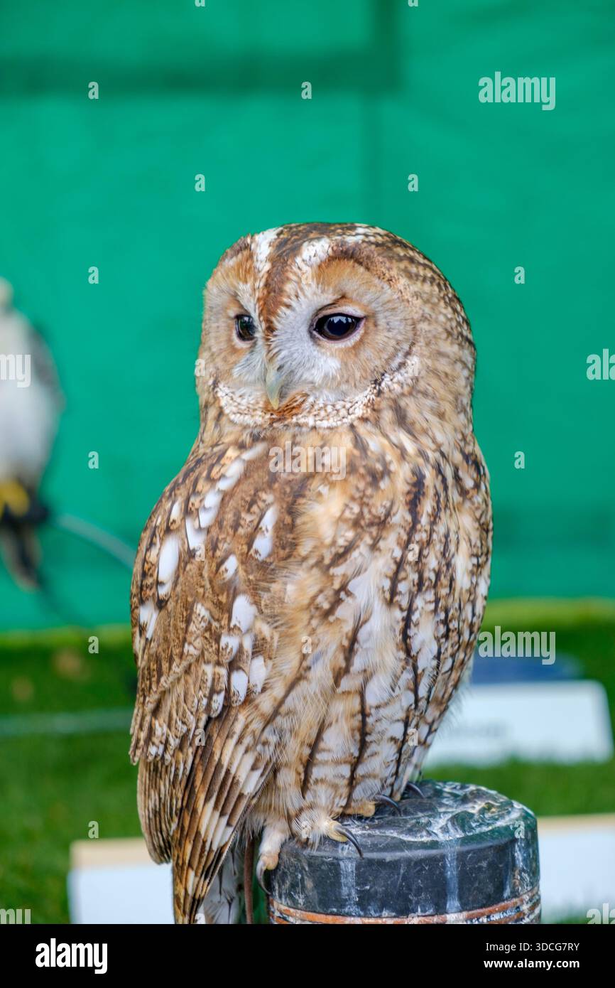 Un tawny Owl prigioniero su un pozzo a uno spettacolo. Foto Stock