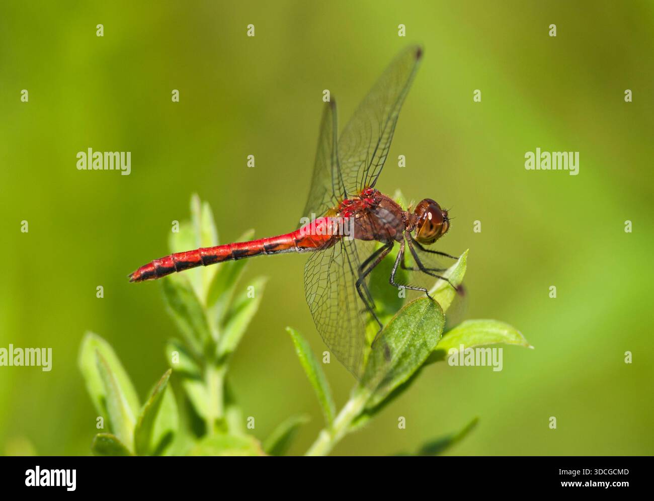 La libellula Ruby Meadowhawk è arroccata in cima al fogliame estivo in un'area naturale vicino a Burlington, Wisconsin. Foto Stock