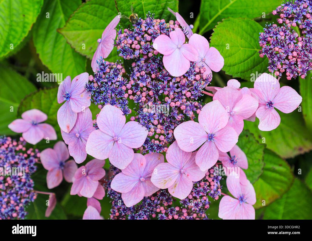 Hydrangea macrophylla o lacecap Hydrangea, falce, hortensia Flowers, Inghilterra, Regno Unito Foto Stock