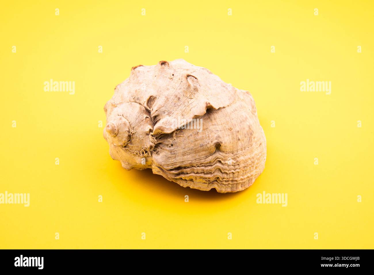 conchiglia da vicino. conchiglia a spirale esterna Foto Stock