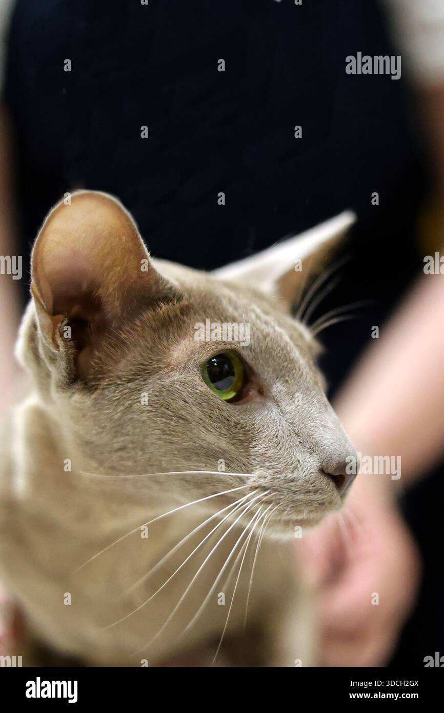 Elegante gatto orientale con occhi verdi sorprendenti Foto Stock