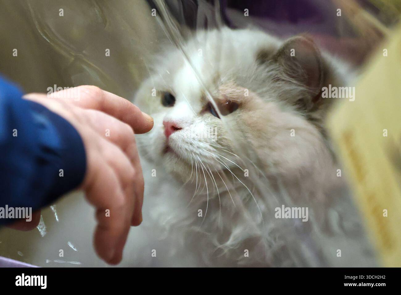 Un momento di connessione con un gatto soffice in una gabbia protetta da un foglio di alluminio Foto Stock