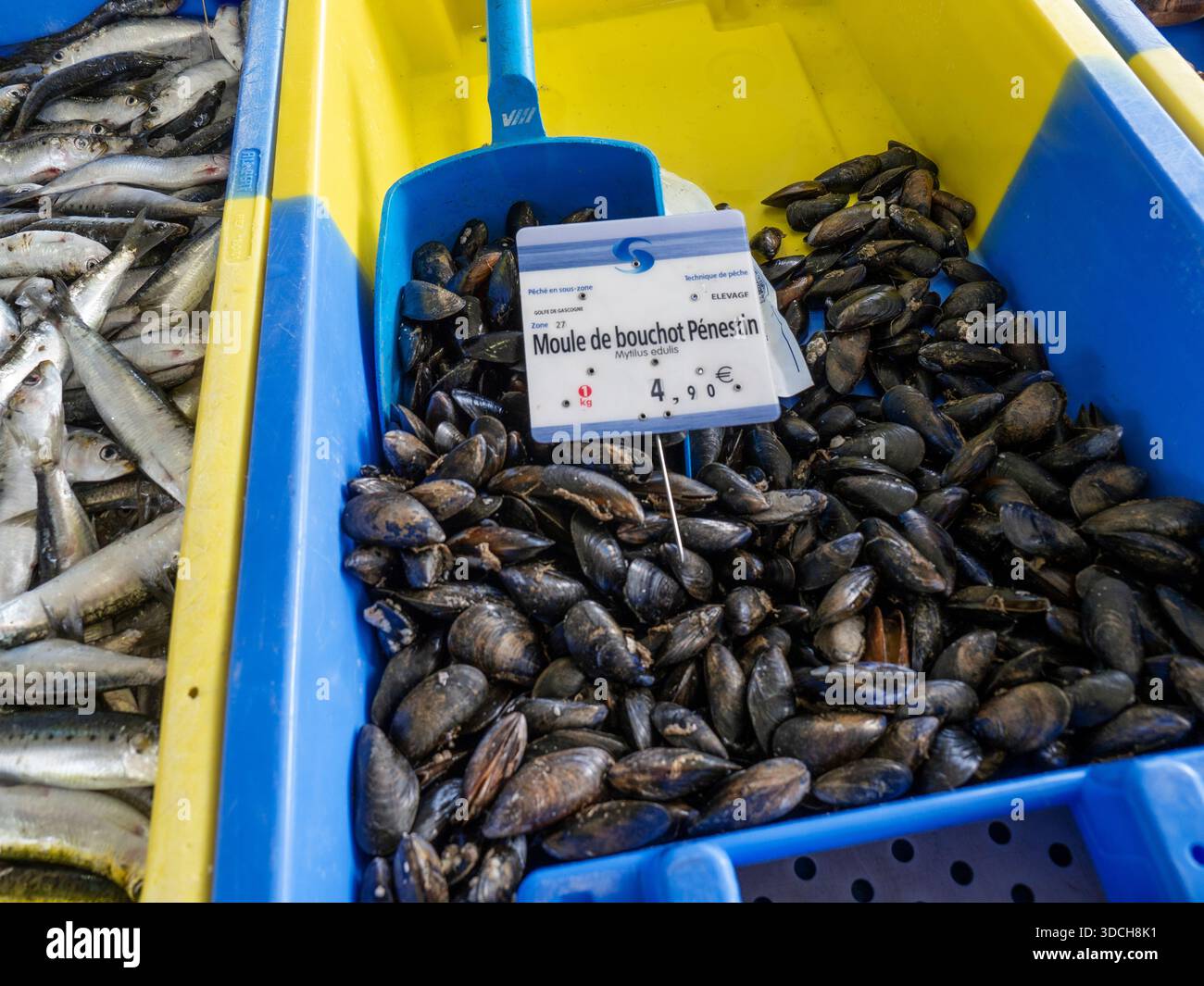 COZZE FRANCESI Moule de bouchot Pénestin, un tipo di cozze blu venduto in un mercato ittico della Bretagna. Si tratta di piatti di pesce famosi per i loro benefici nutrizionali. Cozze blu, una bivalva comune che si trova intorno alle coste della Bretagna e altrove. Le cozze hanno un alto contenuto di proteine, ferro e vitamine A e B12. Foto Stock