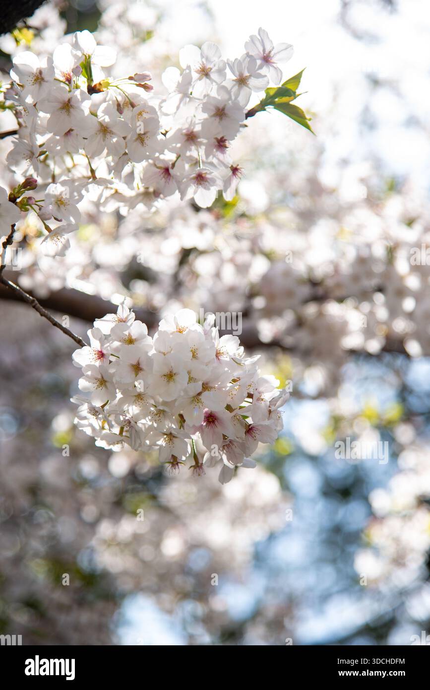 Tradizionale Tempio Giapponese incorniciato da fiori di ciliegio. Il tradizionale tetto del tempio si erge dietro lussureggianti fiori di ciliegio e vegetazione in una luminosa giornata primaverile. Foto Stock