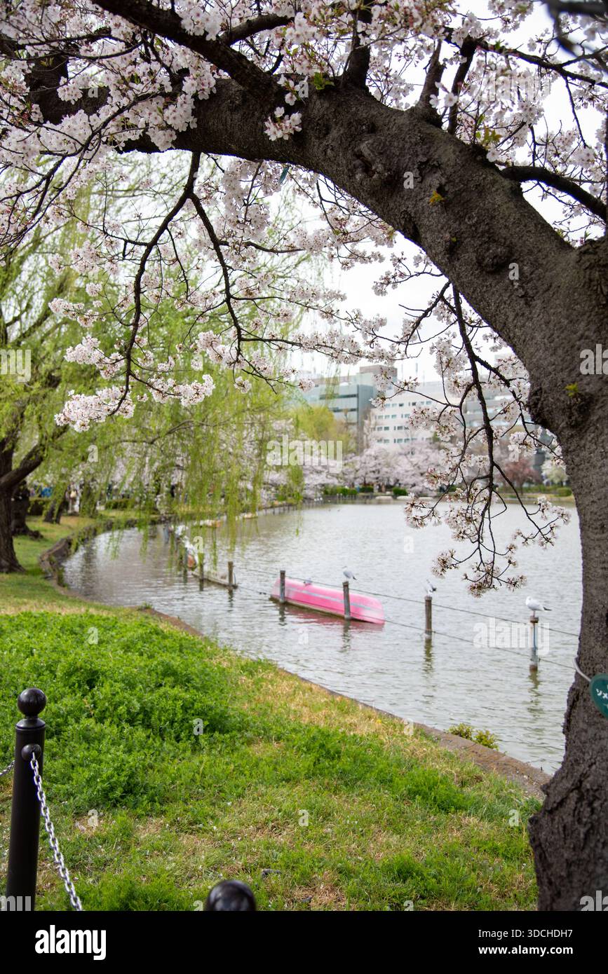 Sakura Tree che si affaccia sul lago con la barca rosa. Uno spesso tronco di ciliegio si affaccia su una vista del lago con fiori, salici e una barca rosa. Foto Stock