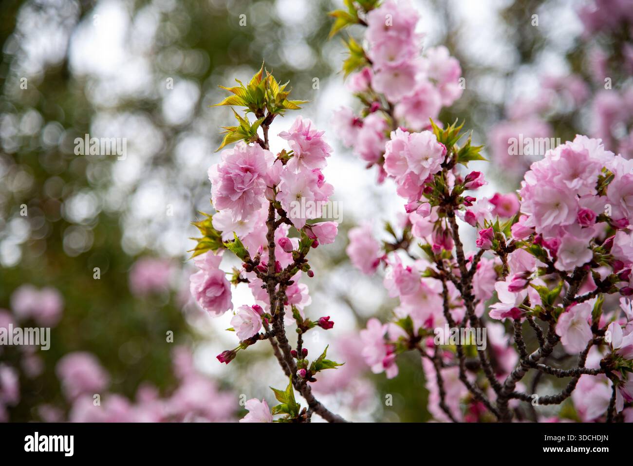Doppi fiori di ciliegio rosa con morbido bokeh. I grappoli di soffici ciliegi rosa si distinguono nettamente su un morbido sfondo verde bokeh. Foto Stock