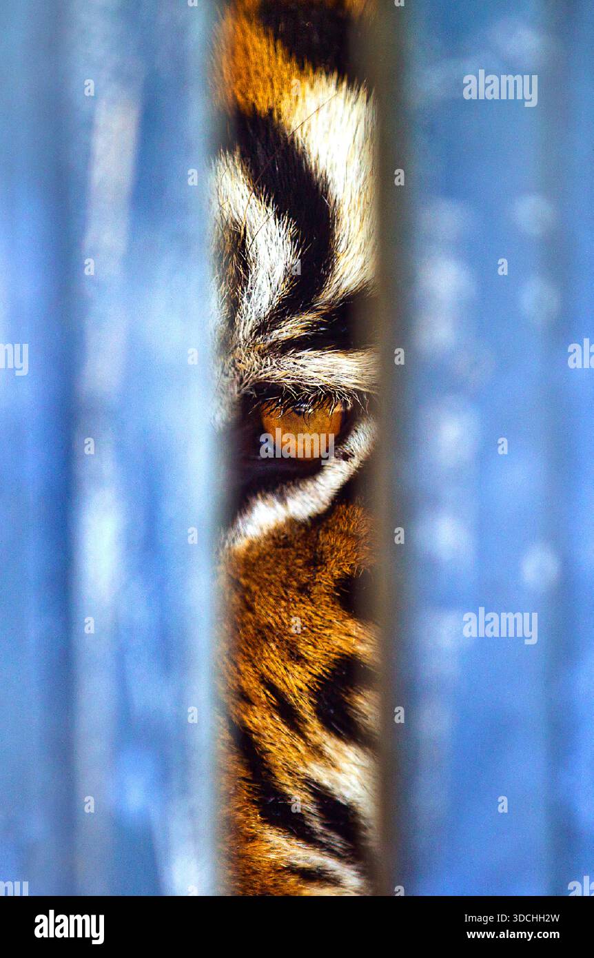 Una maestosa tigre del Bengala sbircia attraverso le sbarre della sua gabbia con i famosissimi Ringling Bros. E Barnum & Bailey Circus. Foto Stock