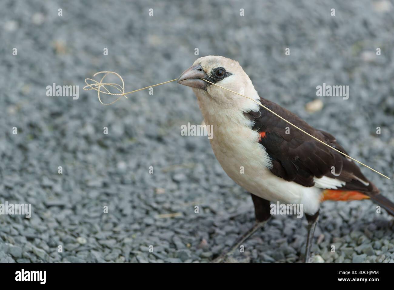 tessitrice di bufalo con testa bianca o Dinemellia dinemelli che reggono un pezzo di paglia riccia nel becco in Tanzania. Foto Stock