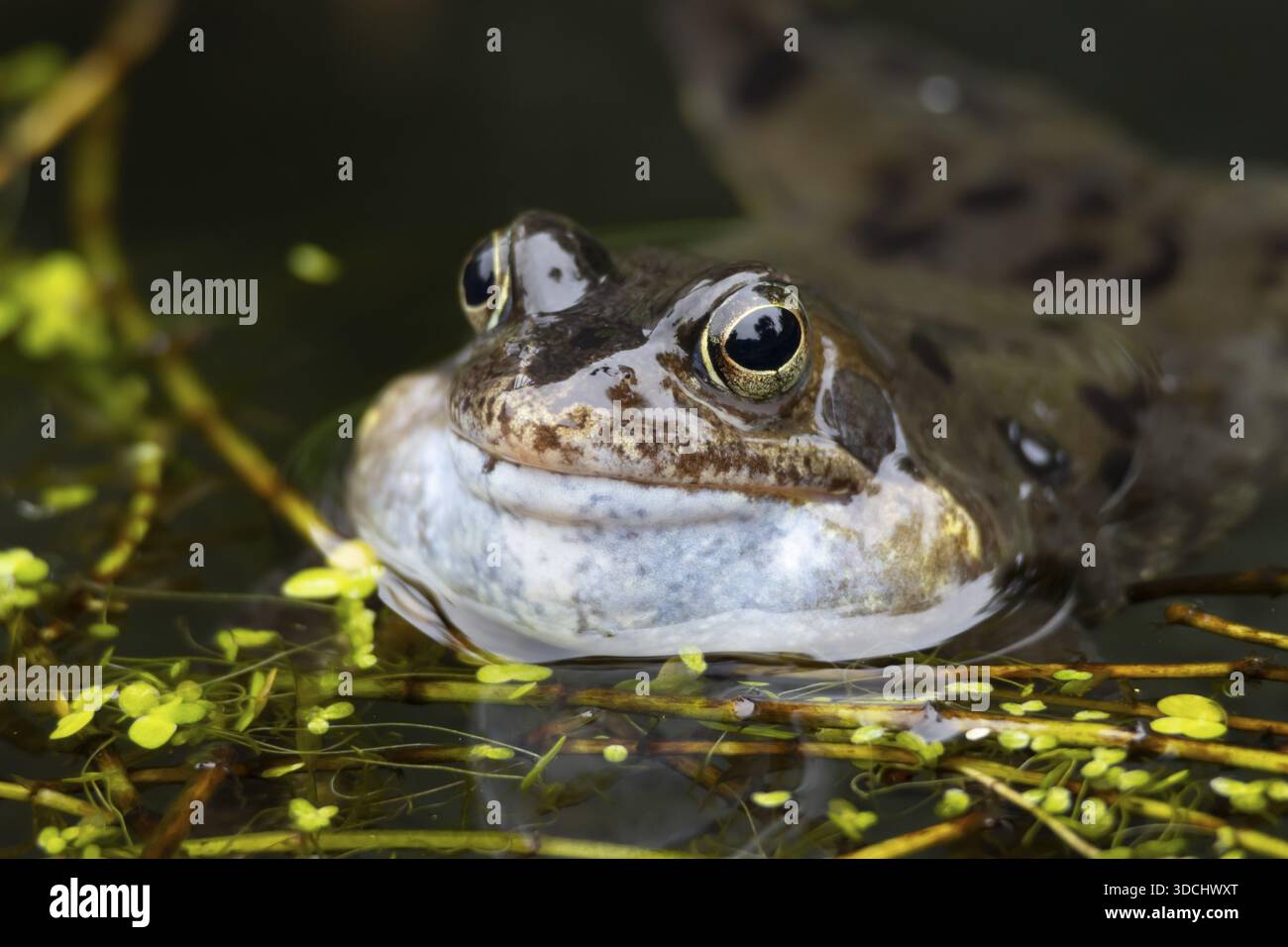 Rana comune (Rana temporaria) anfibia adulta sulla superficie d'acqua di uno stagno che fa un rumore brutto o chiama con il viso gonfiato in primavera, Eng Foto Stock