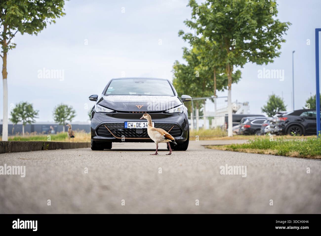 Auto nera su una strada con un'anatra che passa in una giornata nuvolosa, Deer e-Car Sharing, Cupra Electric car, Boeblingen, Germania Foto Stock