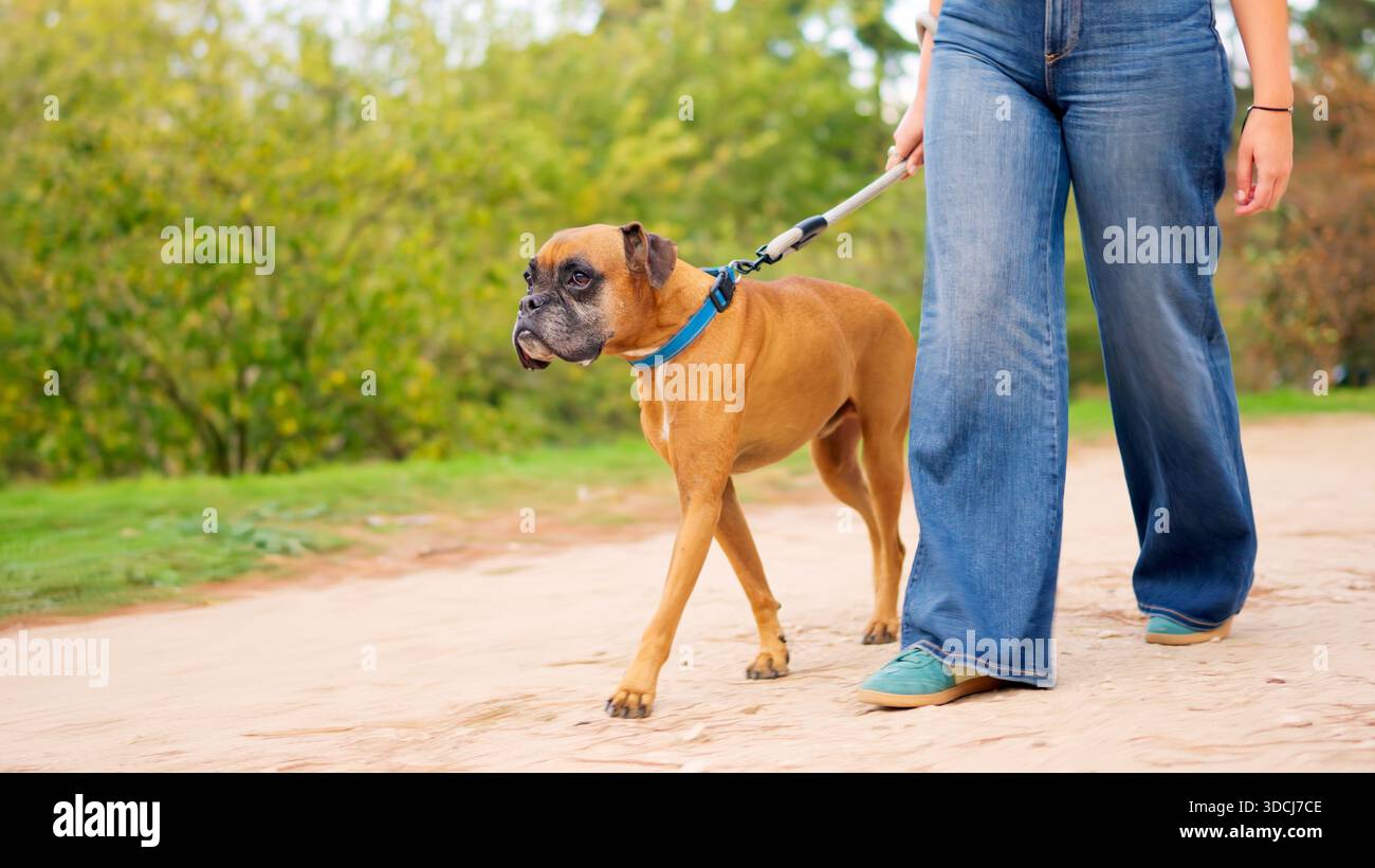Cane pugile che cammina con una donna su un sentiero sterrato all'aperto Foto Stock