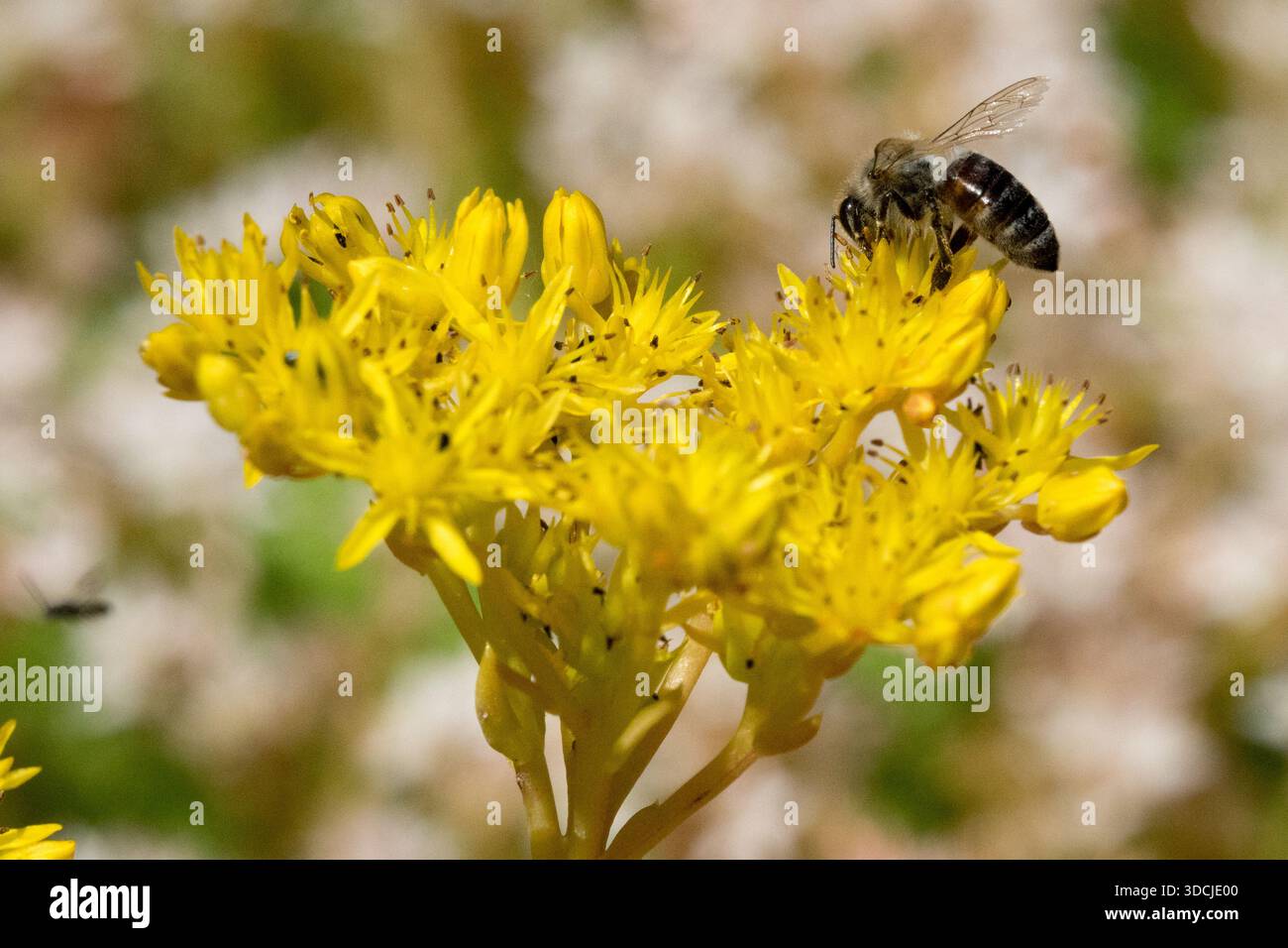 Honey Bee on Sedum 'Winter Green' Foto Stock