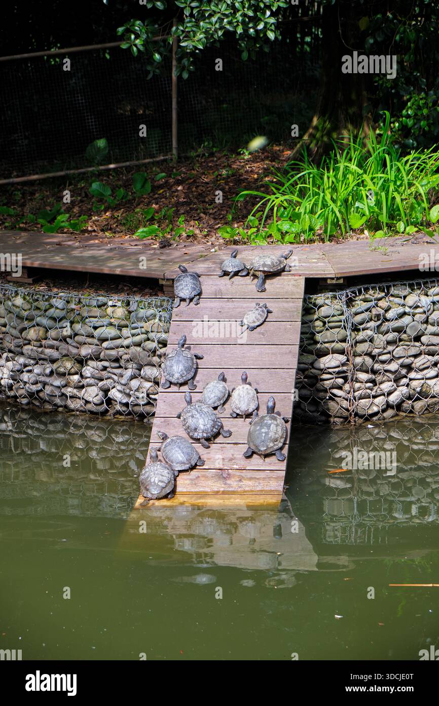 Gli scivoli dello stagno si crogiolano su una piattaforma di legno sopra l'acqua del torrente nel parco arboreto culture meridionali. Sirio. Krasnodar Krai. Russia Foto Stock