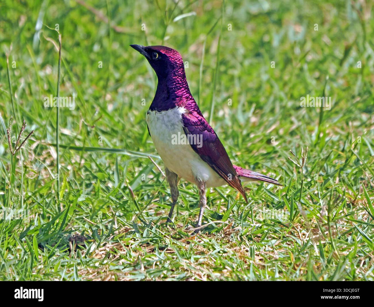 starling a base di viola (cinnyricinclus leucogaster) con piumaggio bianco e viola metallico sulle praterie di Masai Mara Conservancies, Kenya, Africa Foto Stock