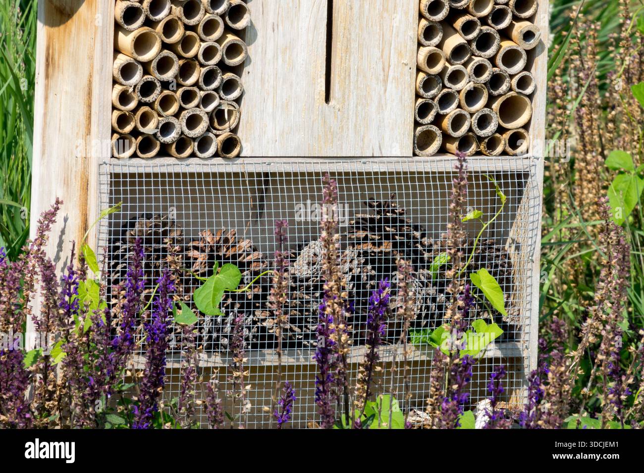 Hotel di insetti in legno circondato da vibranti fiori viola in un giardino soleggiato Foto Stock