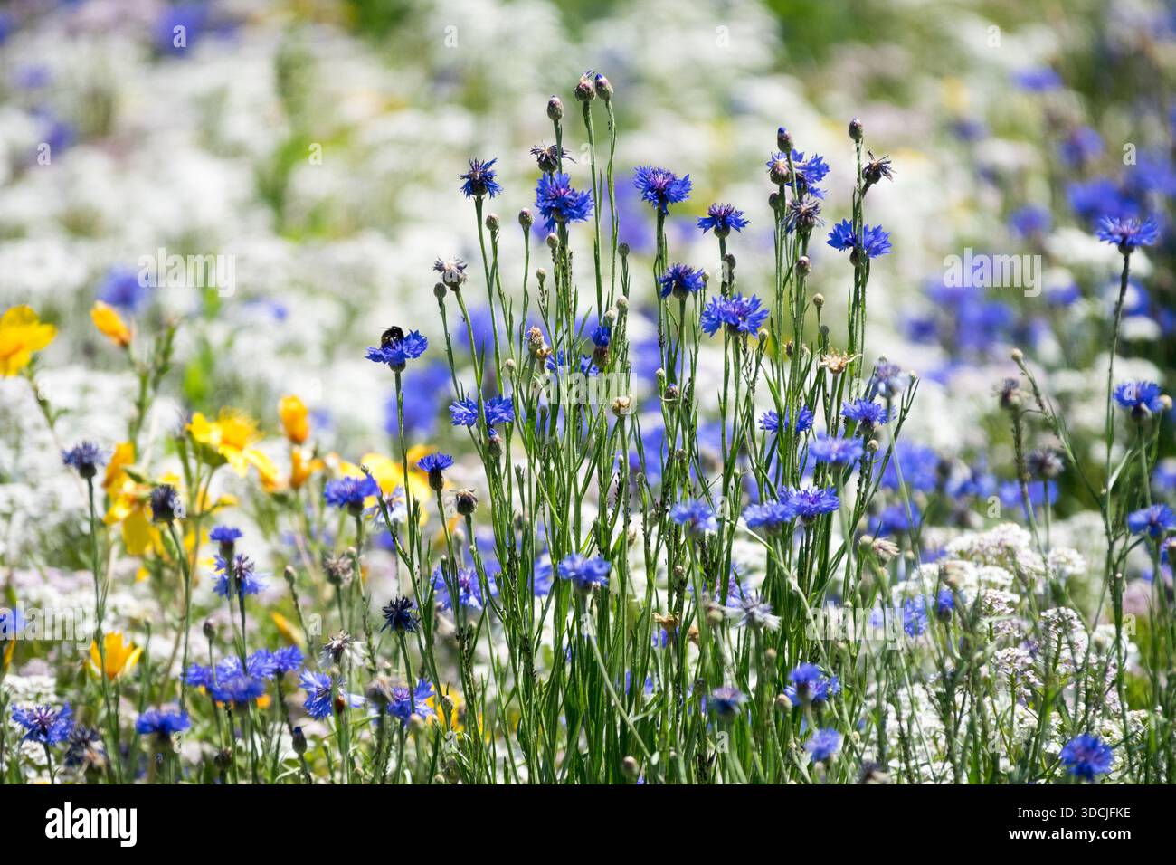 Un vibrante prato estivo con fiori di mais blu, Centaurea cyanus, papaveri gialli e aceto bianco in fiore in un colorato giardino fiorito. Foto Stock