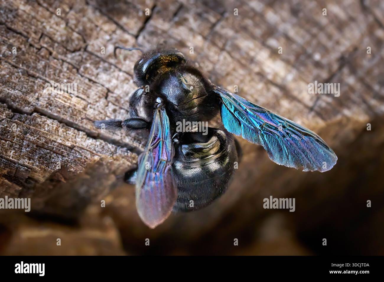 Violet Carpenter Bee (Xylocopa violacea) su legno vecchio Foto Stock
