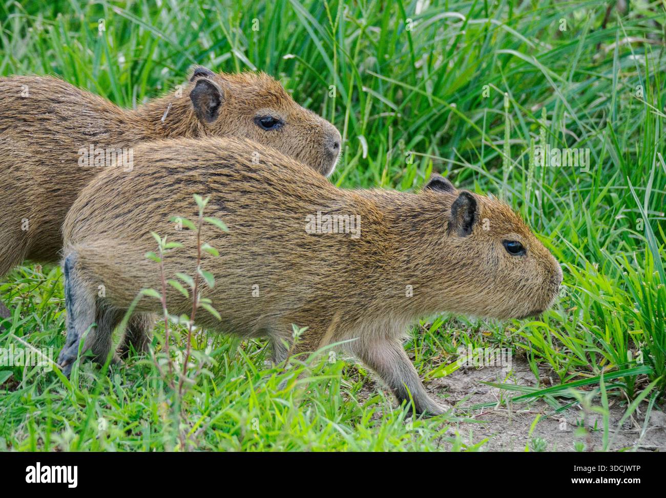 Capybara o Carpincho Hydrochaeris hydrochaeris cuccioli nel Parco nazionale delle zone umide di Ibera nel nord dell'Argentina Foto Stock
