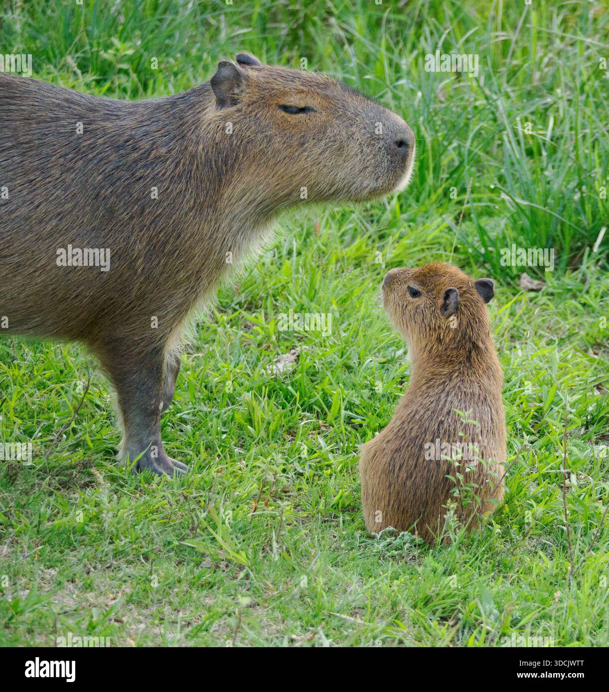 Capybara o Carpincho femmina e cuccioli Hydrochaeris hydrochaeris nel Parco nazionale delle zone umide di Ibera nel nord dell'Argentina Foto Stock
