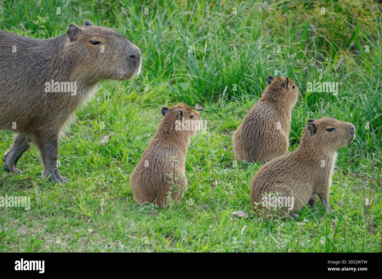 Capybara o Carpincho femmina e cuccioli Hydrochaeris hydrochaeris nel Parco nazionale delle zone umide di Ibera nel nord dell'Argentina Foto Stock