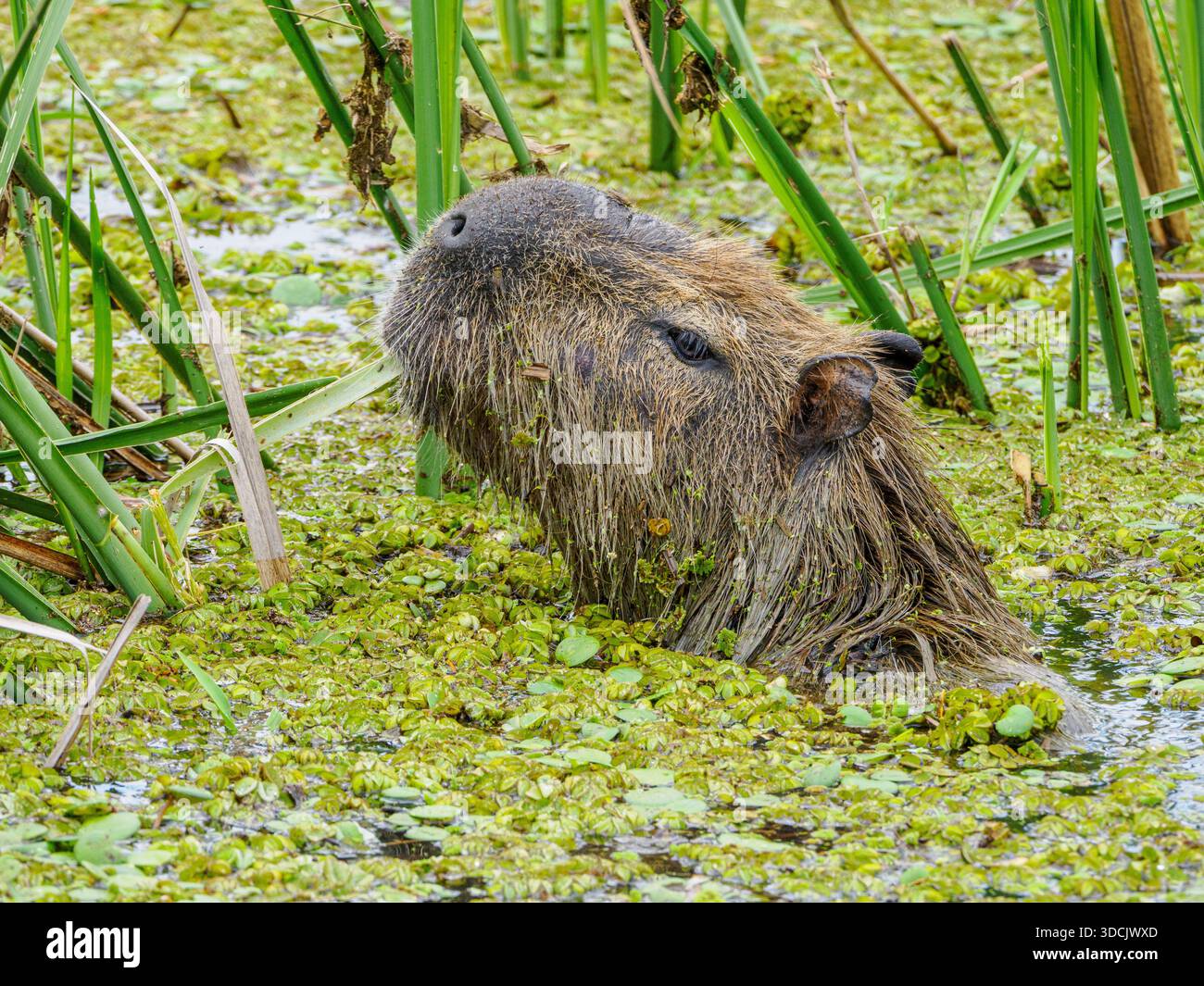 Capybara semi-acquatica o Carpincho Hydrochaeris hydrochaeris si nutrono nel Parco nazionale delle zone umide di Ibera nell'Argentina settentrionale Foto Stock