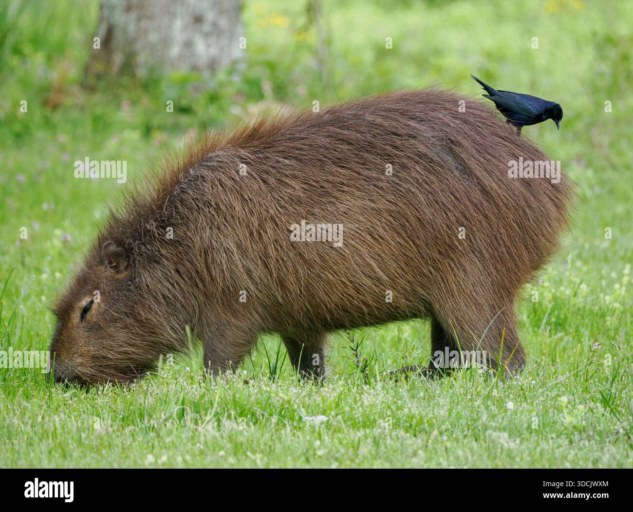 Capybara o Carpincho Hydrochaeris hydrochaeris con Giant Cowbird sulle spalle nel Parco nazionale delle zone umide di Ibera nel nord dell'Argentina Foto Stock