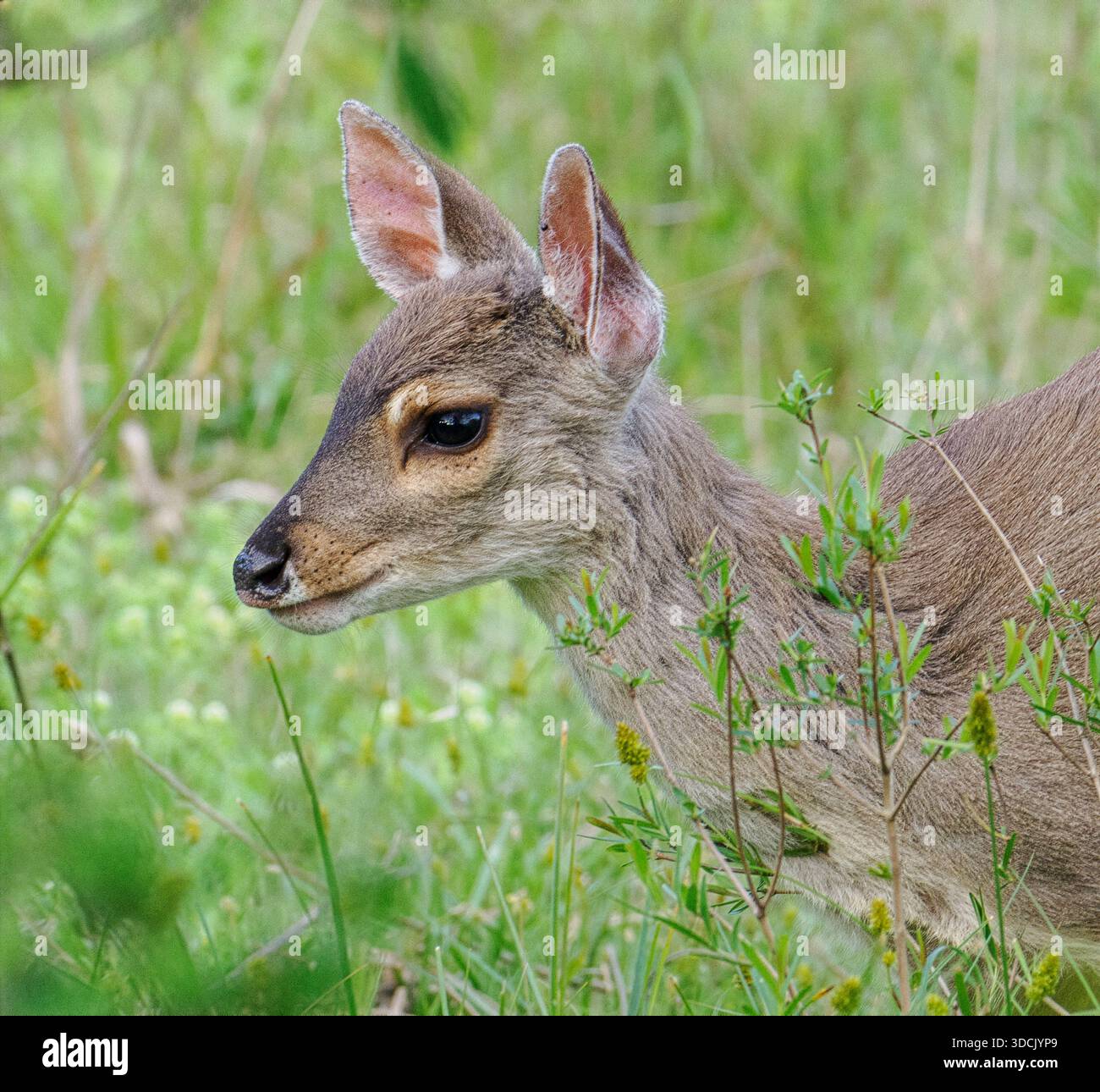 Young Grey Brocket Deer doe Mazama gouazoubira nelle zone umide di Ibera, nel nord dell'Argentina, Sud America Foto Stock