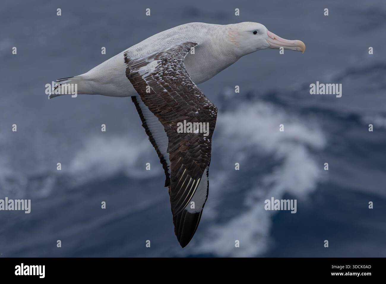 Vari albatri, galleggianti senza sforzo nell'Oceano meridionale Foto Stock