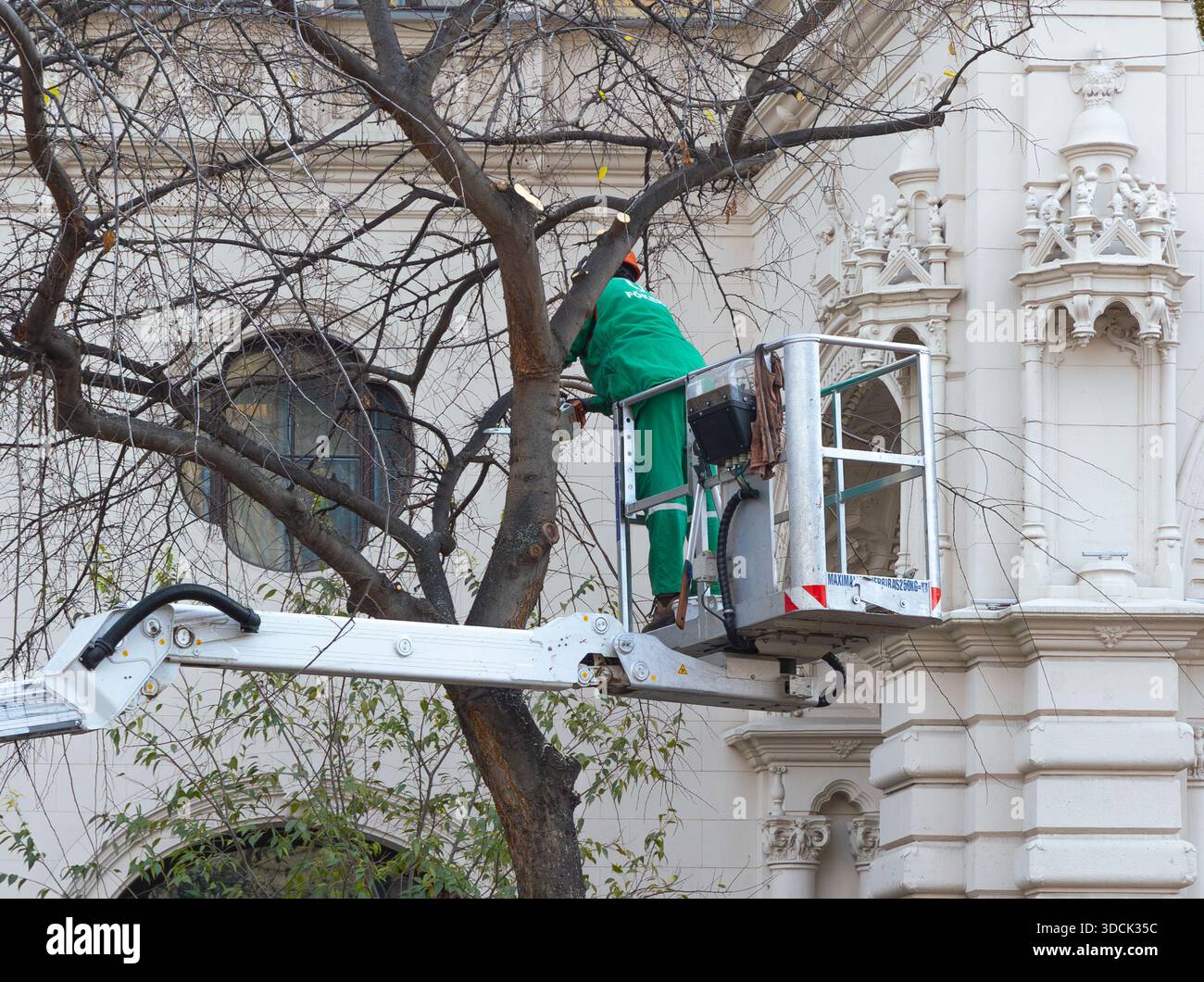 Vista orizzontale a livello dell'occhio di un lavoratore municipale in uniforme verde utilizzando una motosega da un ascensore per potare i rami vicino a un edificio classico Foto Stock