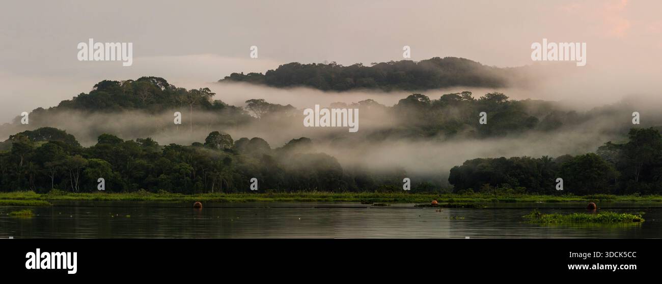 Nebbia di prima mattina nella fitta foresta pluviale del parco nazionale di Soberania, Repubblica di Panama, America centrale. Foto Stock