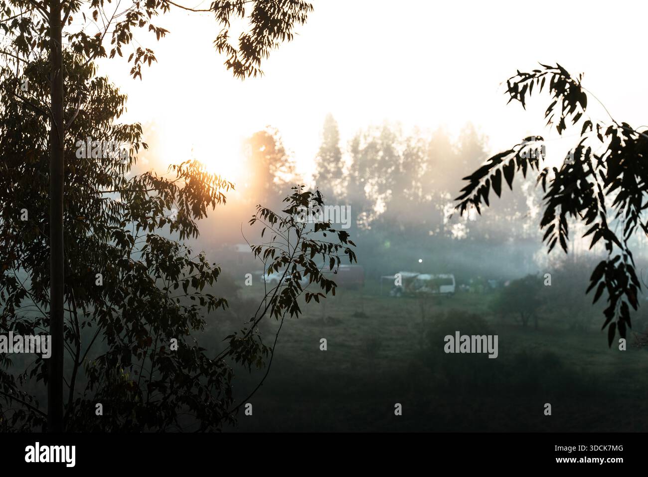 La luce del sole del mattino filtra tra gli alberi e la nebbia in un paesaggio rurale con vegetazione e nebbia morbida. Foto Stock