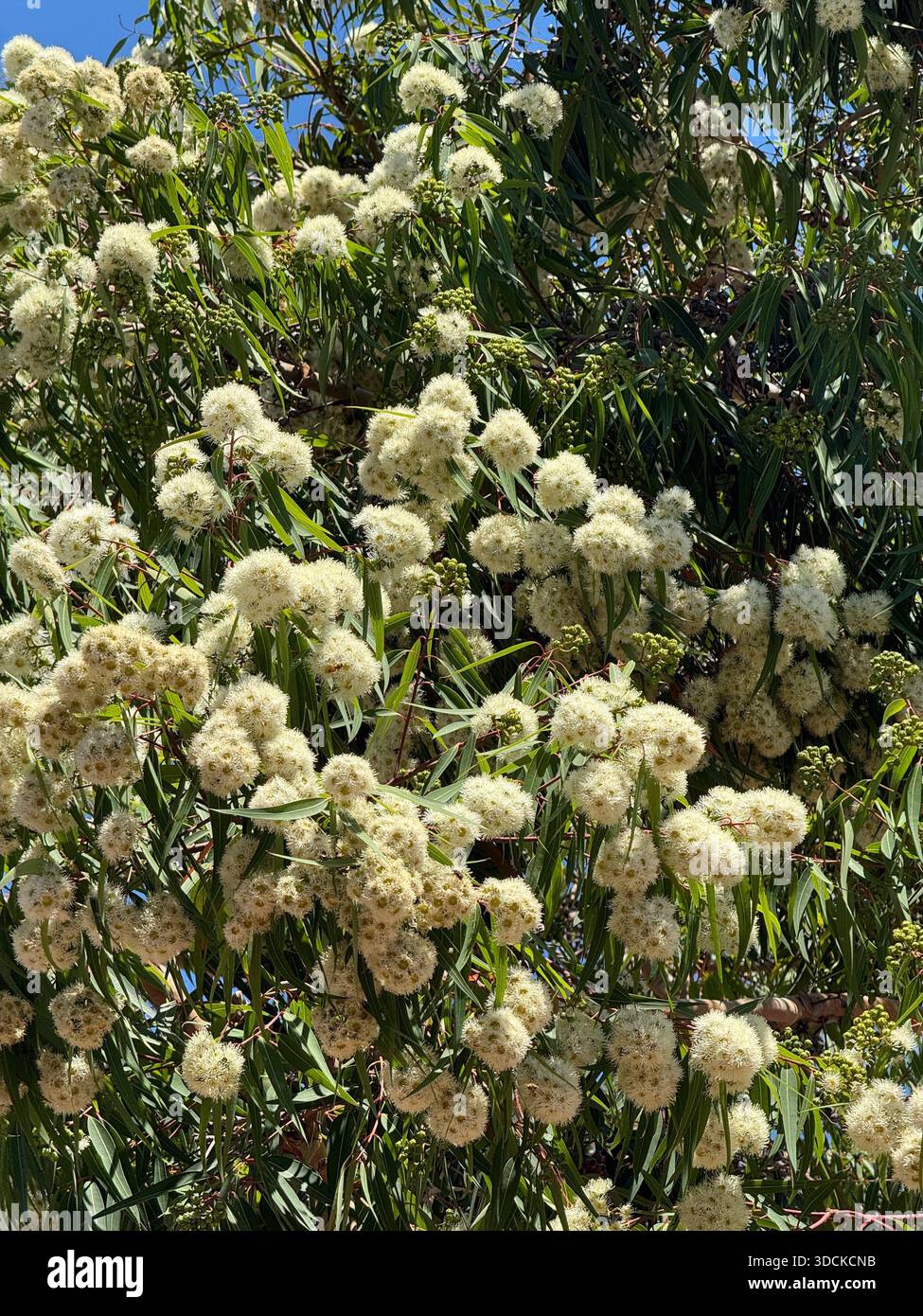 Corymbia ficifolia Snowflake, una variante di eucalipto autoctono della gomma rossa in fiore nel sud-ovest dell'Australia occidentale - Immagine stock catturata con smartphone