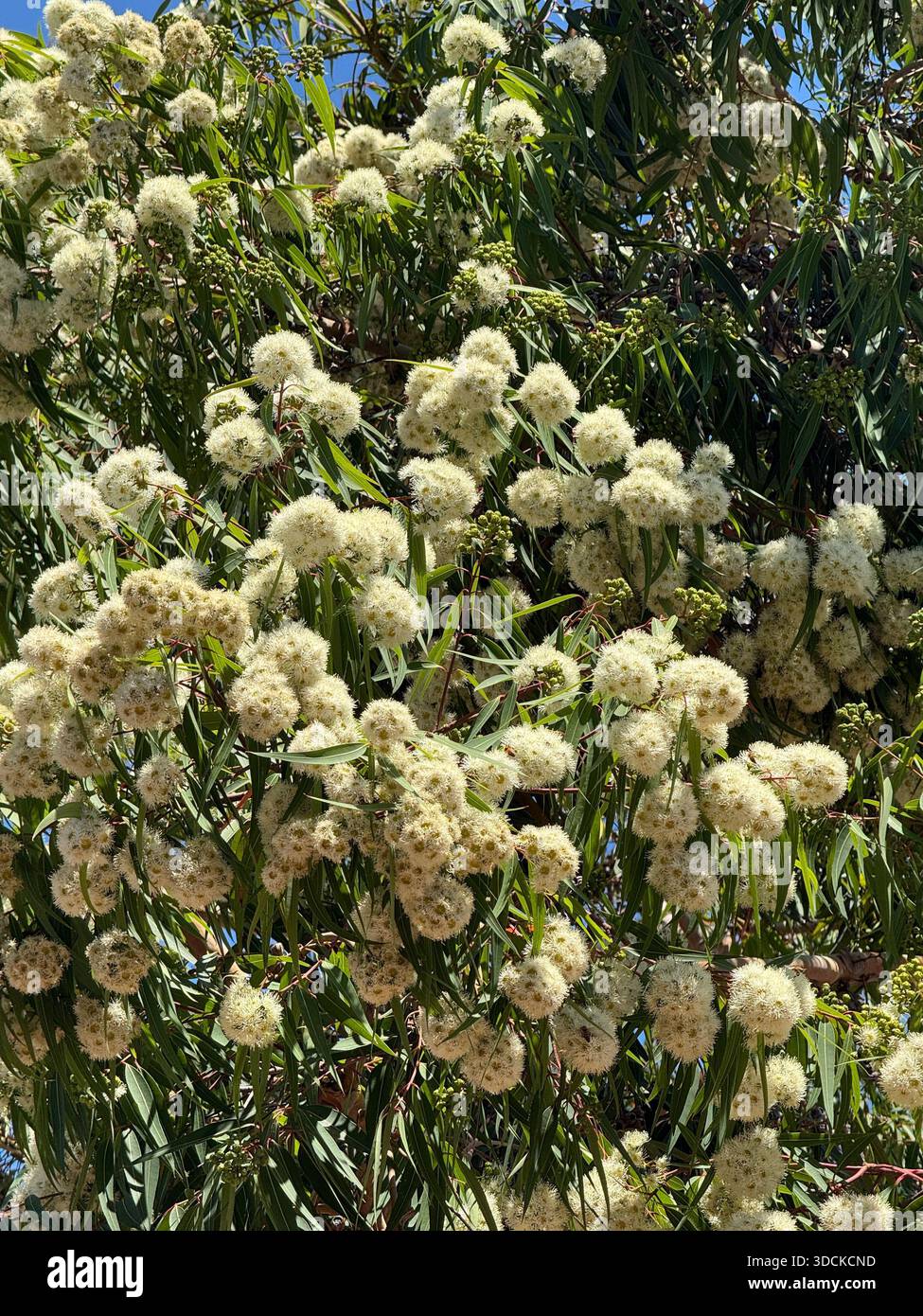 Corymbia ficifolia Snowflake, una variante di eucalipto autoctono della gomma rossa in fiore nel sud-ovest dell'Australia occidentale - Immagine stock catturata con smartphone