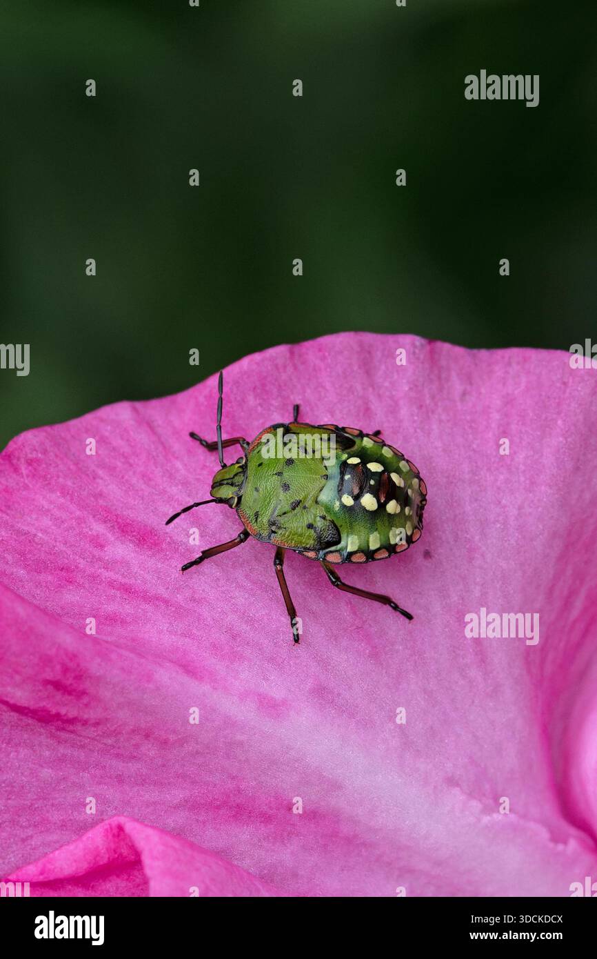 Southern Green Stink Bug (Nezara viridula) quarto instar Francia agosto 2025 Foto Stock