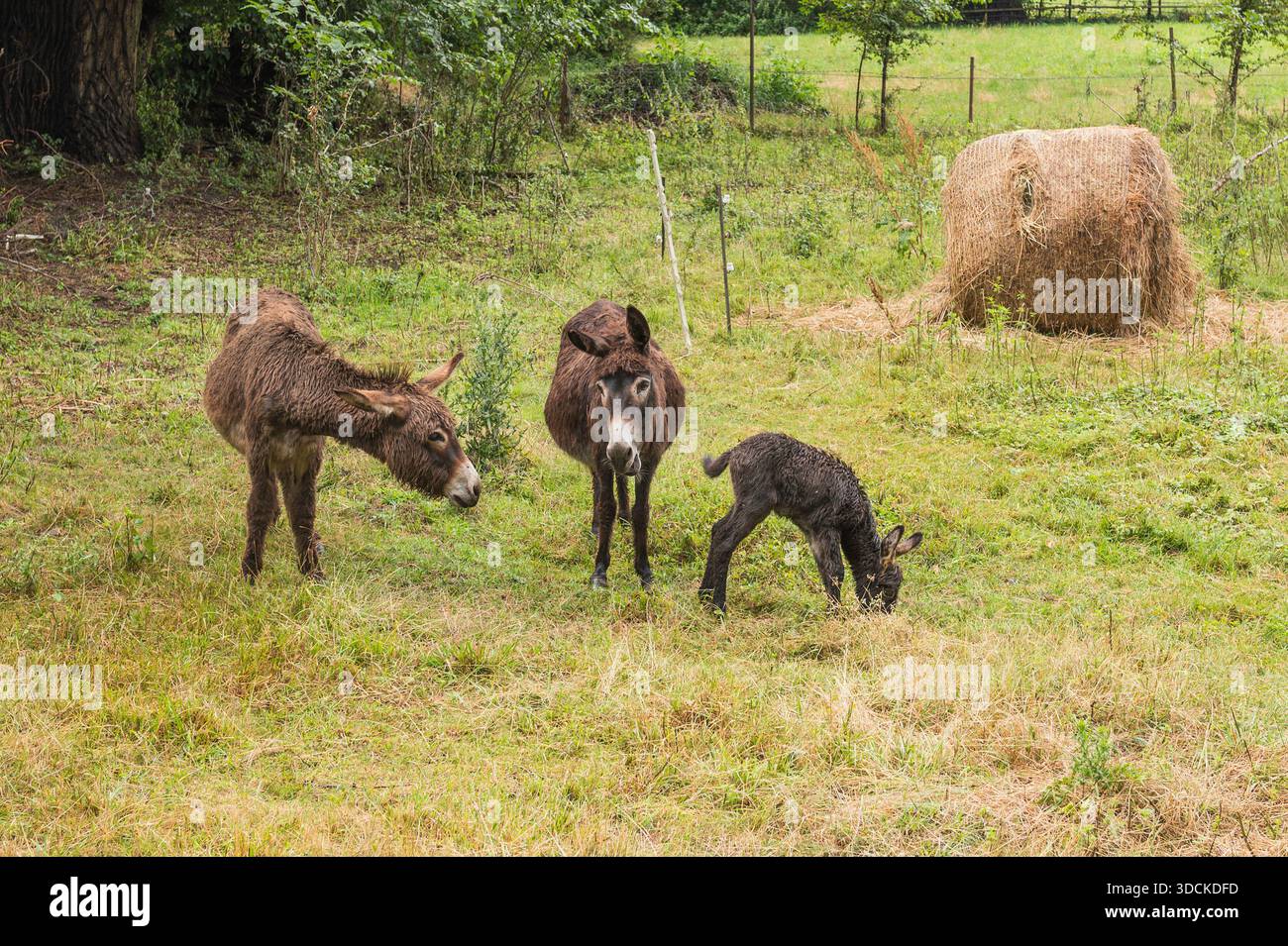 Un asino con i suoi giovani in un prato. Foto Stock