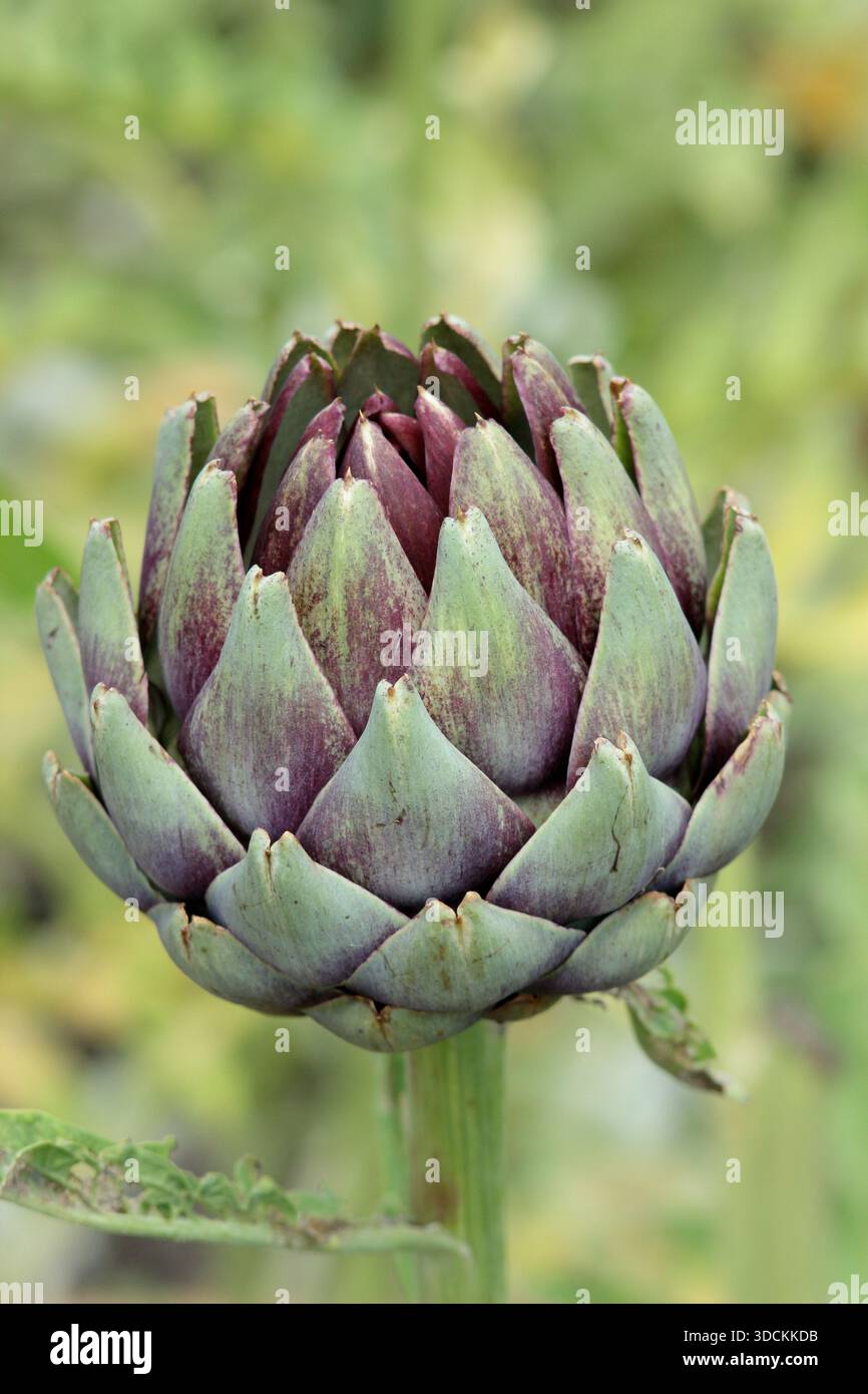Carciofo del globo. Carciofo Violet Globe, verdura gourmet nota per i boccioli di fiori tinto di viola Foto Stock