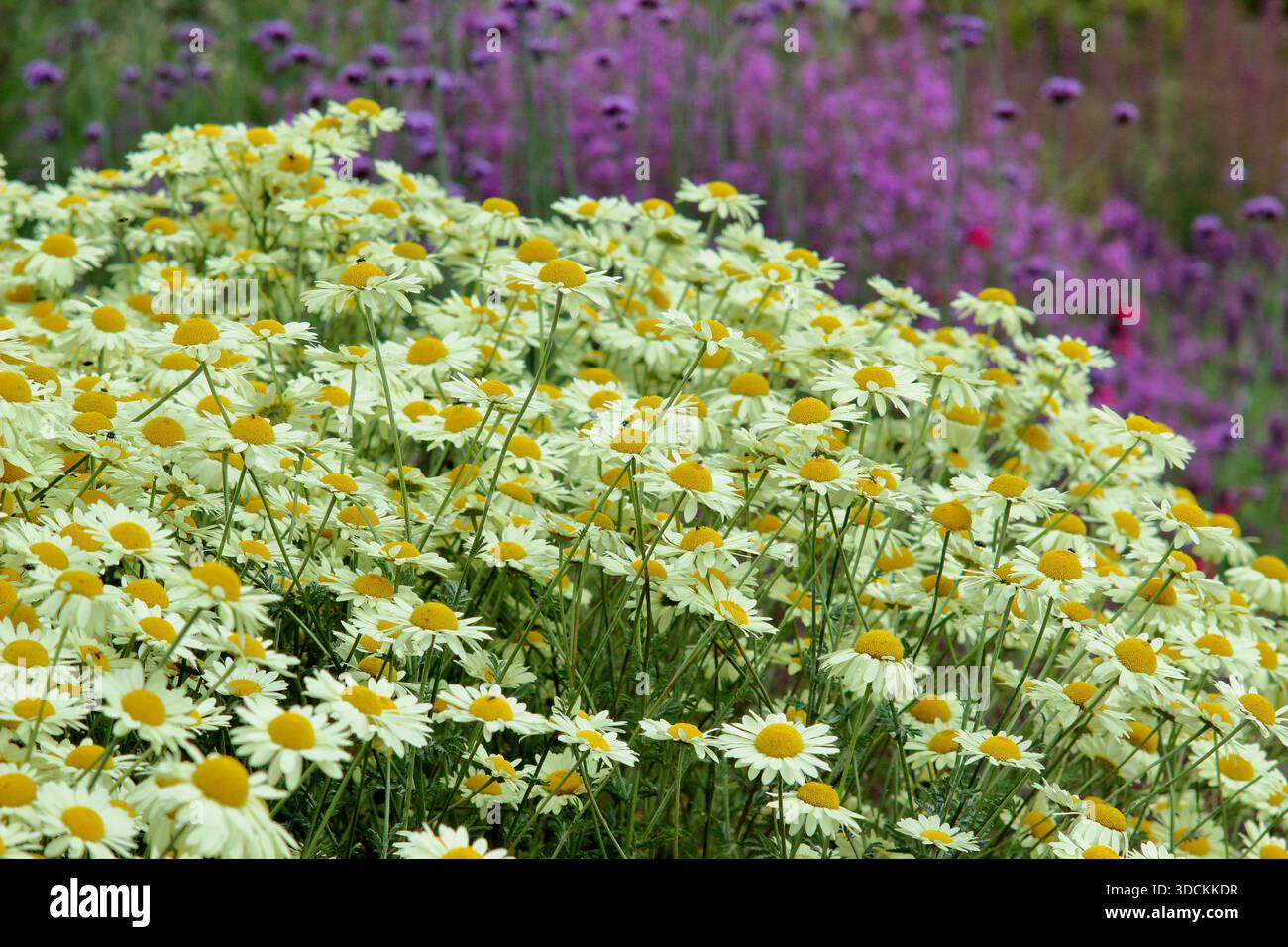 Anthemis. La camomilla di Dyer. Anthemis tinctoria 'E. C. Buxton'', una margherita dorata con fiori simili a margherite in un confine perenne. Foto Stock