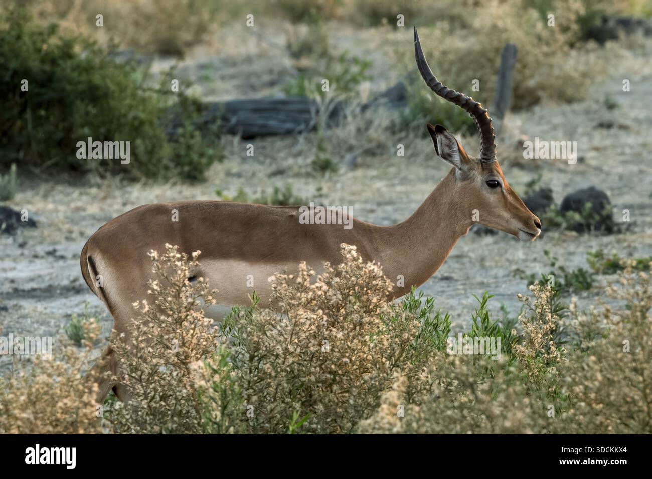 Impala, uomo, fiume Amber, delta dell'Okavango, Botswana Foto Stock