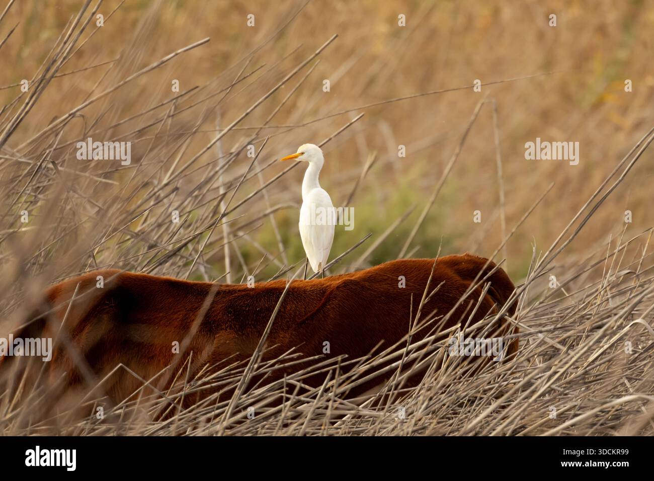 Una Egret di bestiame (Bubulcus ibis) appollaiata sul retro di una mucca cipriota nella palude di Akrotiri, che illustra una classica relazione simbiotica tra uccello e Foto Stock