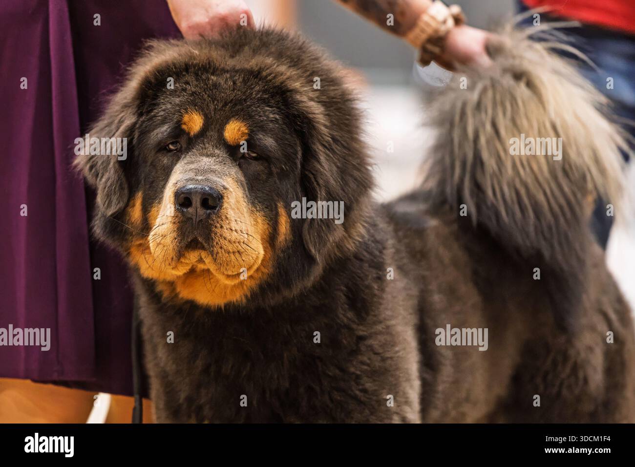 Un mastice tibetano (Canis lupus familiaris) si erge tranquillamente sul pavimento dello show, con il suo massiccio corpo peloso e la sua espressione seria evidenziata come un boccone da gestore Foto Stock